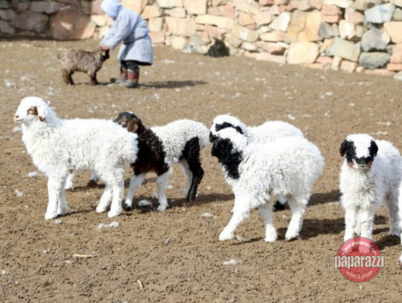 Улсын хэмжээнд 4,2 сая мал төллөж, бойжилт 98.9 хувьтай байна