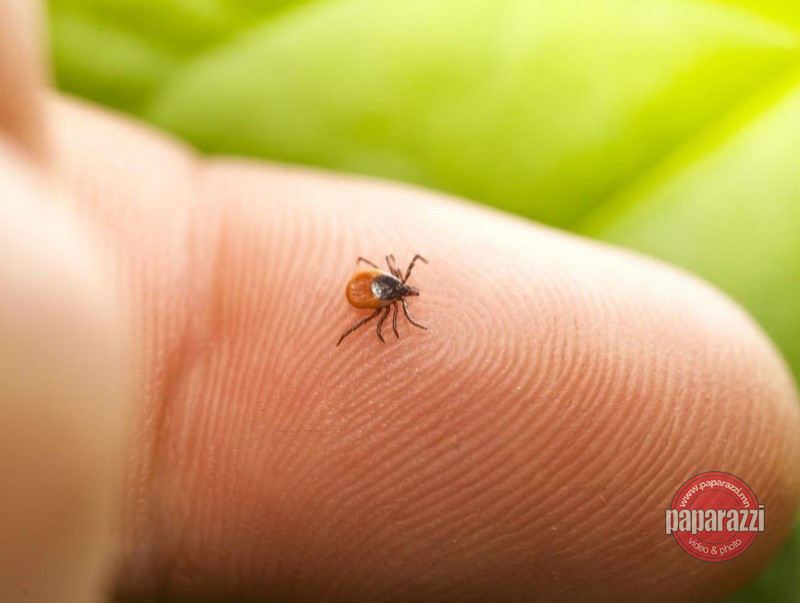 Хачгийн идэвхжил дөрөвдүгээр сард өндөрсдөг