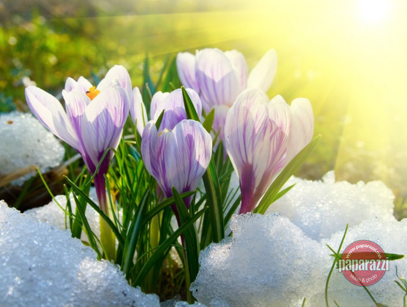 Нутгийн 60 гаруй хувьд бэлчээрийн ургамал цухуйгаагүй байна