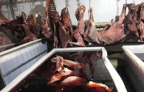 Хятад иргэд үхсэн малын муудсан махыг их хэмжээгээр худалдаалах гэж байжээ