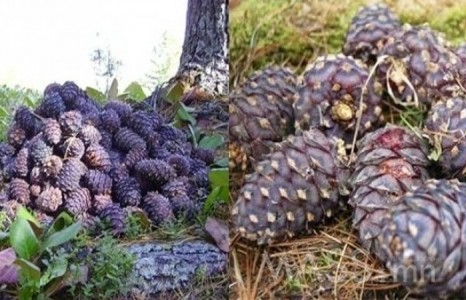 Самар түүж явсан залуус архидан согтуурч, нэгнийхээ аминд хүрчээ