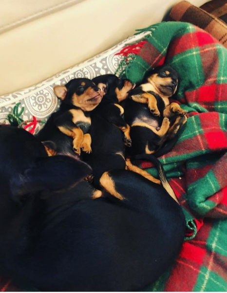 Жүжигчин Г.Ундармаагийн нохой төржээ