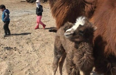 Дундговь аймагт тэнгэрийн тамгатай ботго төрсөн гэжээ