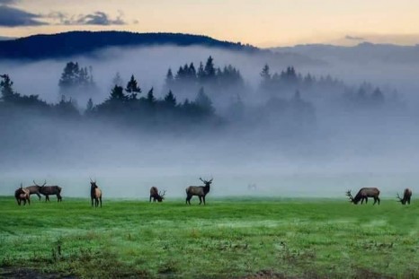 Мягмарцог Эрдэнцогт