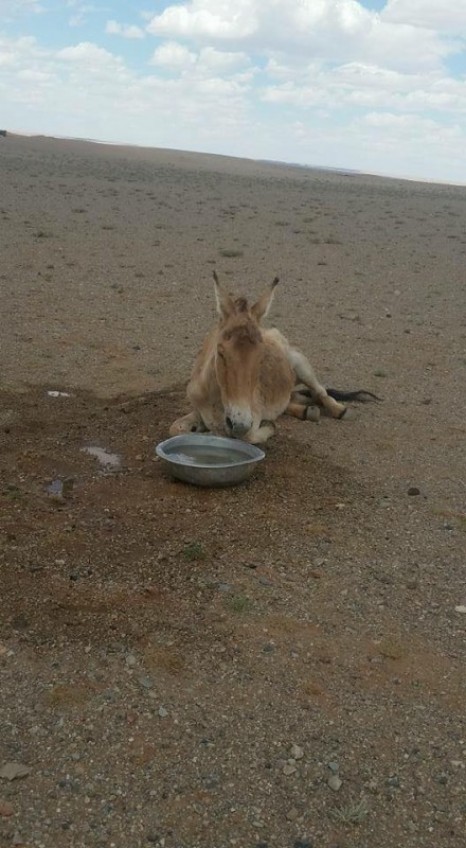 Мягмарцог Эрдэнцогт