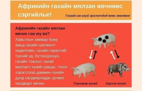 АНХААР: Хятадад гахайн өвчин гарсан. Тиймээс гахайн мах итпортлхгүй байхыг анхааруулав!!!