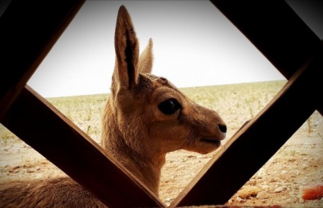 Бор гөрөөсний янзага нүд нь ямар хөөрхөн юм бэ