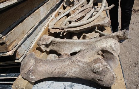 Алтны Нинжа нар 10 000 жилийн настай хирсний яс олоод, зарахыг завжээ