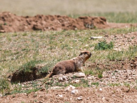 News paparazzi: Ховд аймагт тарваган тахлын сэжигтэй тохиолдол бүртгэгдлээ