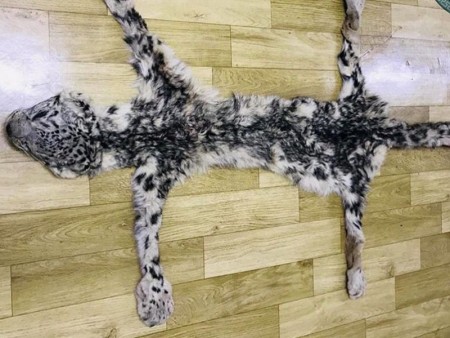 News paparazzi: Цоохор ирвэсийн түүхий эд болох нэг ширхэг нойтон арьс хадгалж, худалдаалахыг завджээ