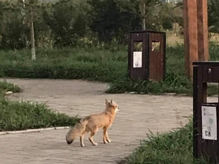 News paparazzi: Нийслэл хотод үнэг орж иржээ