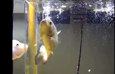 Махчин ”Загас” 