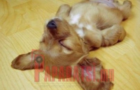 Унтаж буй ”Өхөөрдөм” Гөлөг