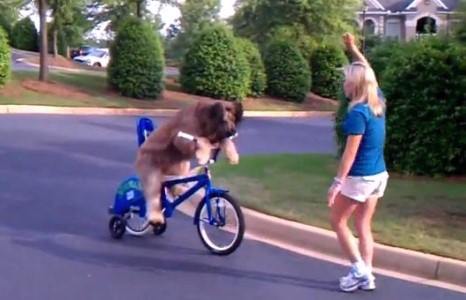 Дугуйчин нохой