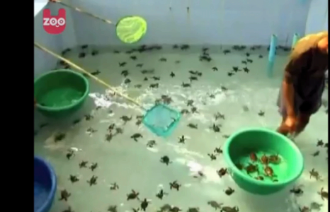 Ингэж үржүүлдэг.