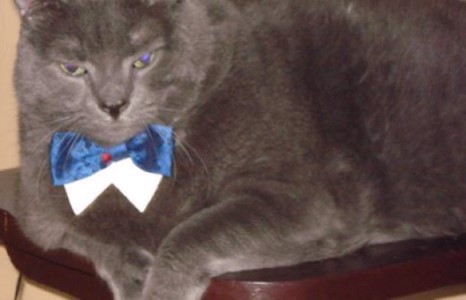 Фейсбүүкийн од муур