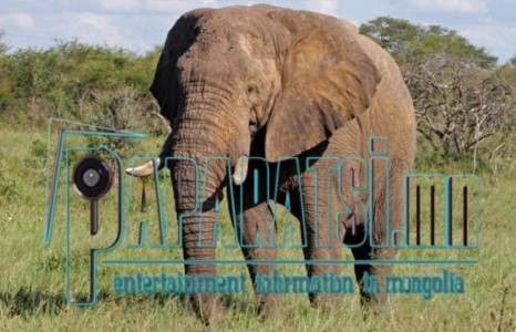 Зааны тухай сонин хачинаас...