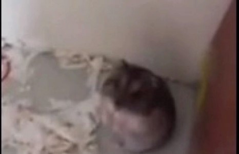 Жүжигчин хулгана