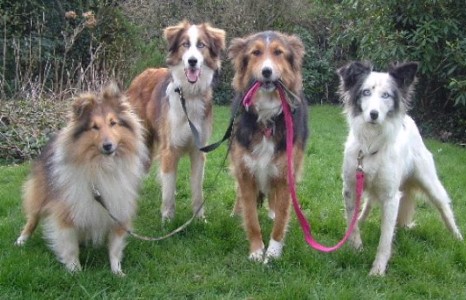 Хамгийн ухаантай 10 нохой