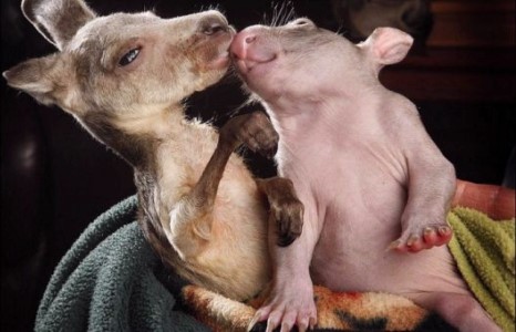 Дотно найзууд