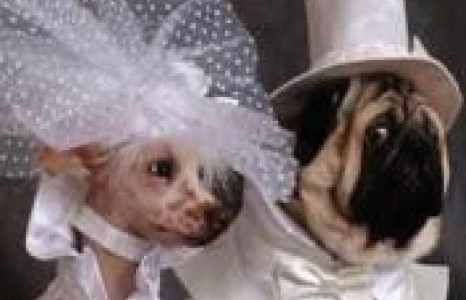 “РЕТРОМ” СТИЛИЙН НОХДЫН ХУРИМ ИНТЕРНЭТЭД ХИТ БОЛЖ БАЙНА