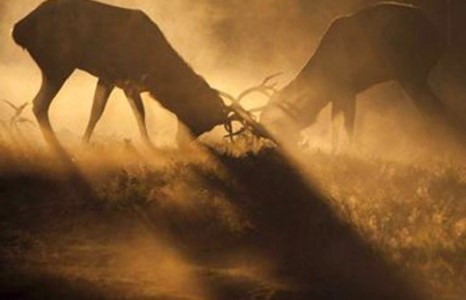 Авардсын шагналт бүтээлүүд