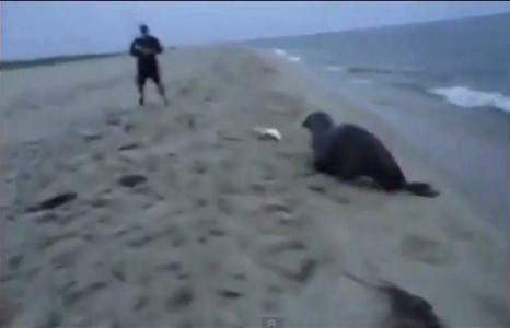 Санаатай амьтад