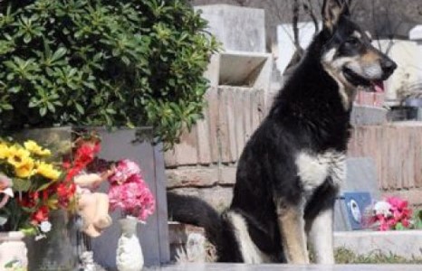 Үнэнч нохой эзнийхээ шарил дээр зургаан жил амьдарч байна