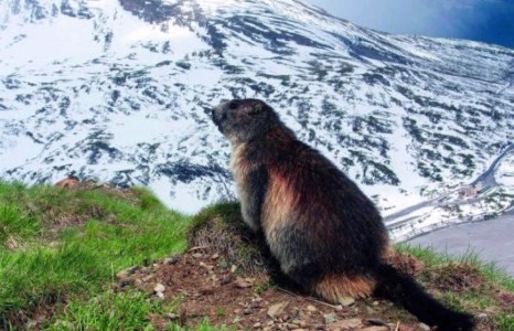 Тарвага ичээнээсээ гарч хөлдөж үхэж байна