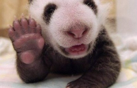 Элдэв зураг