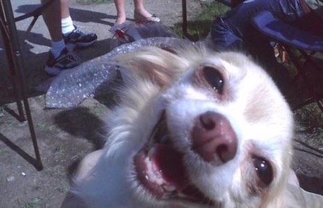 Амьтдын өхөөрдөм царай