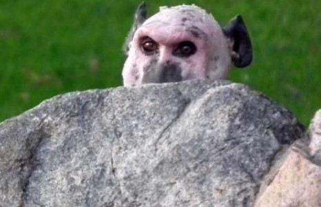 Ганцаардмал сармагчин