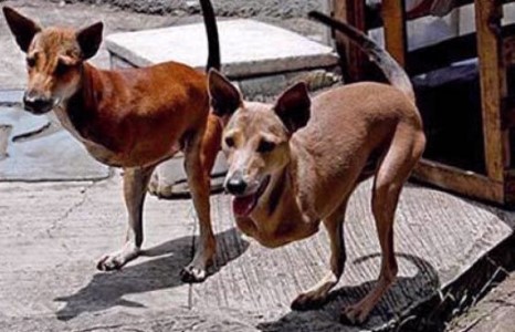 Фото эвлүүлэг биш, гэхдээ итгэмээргүй зургууд