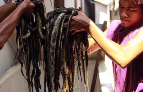 Могойн бизнес эрхлэгчид