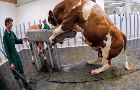 Үхрийн үр үйлдвэрлэлийн төв