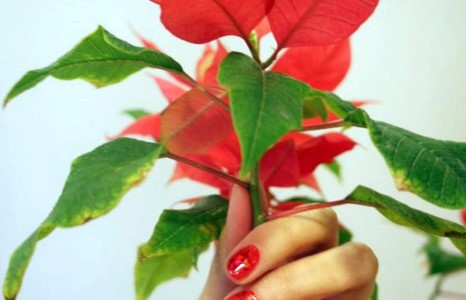 3D хумс Монголд