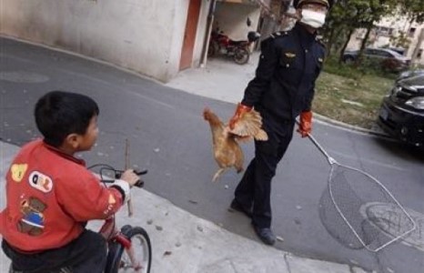 “H7N9” вирусын халдвар Бээжинд хүрчээ