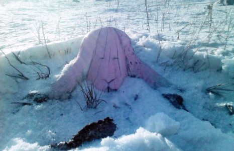 Ягаахан бүжингүүд ямар гэм хийсэн гэж