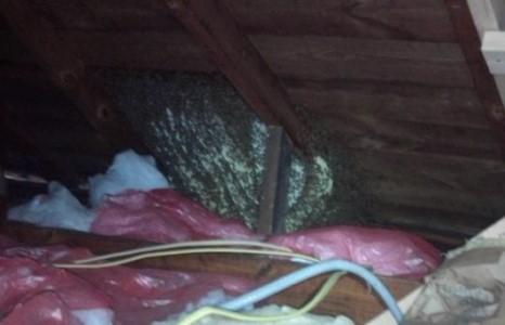 Дээвэр дээрх зөгий