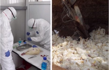 “Түмэн шувуут” компанийн 18 мянга гаруй тахиа тодорхойгүй шалтгаанаар үхжээ