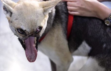 Хоёр охиныг аварсан нохой эх орондоо баатрын ёсоор ирлээ