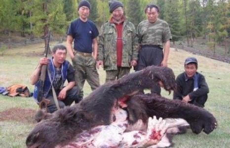 Нинжа нар баавгайг нутгаасаа дайжихад хүргэж байна