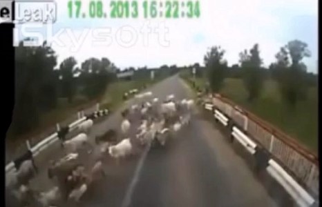 Монгол хүн үзмээргүй бичлэг