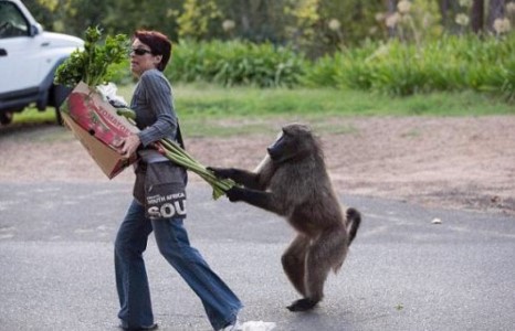 Урт гартай сармагчингууд