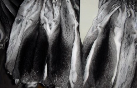 Шиншиллагийн жинхэнэ ҮНЭ