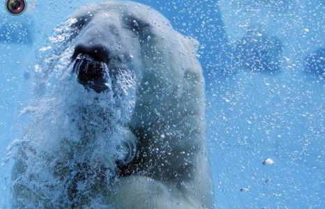 ”Эх Дэлхий” 