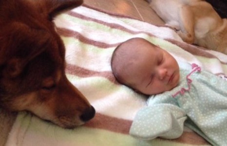 Гэр бүлийн шинэ гишүүн