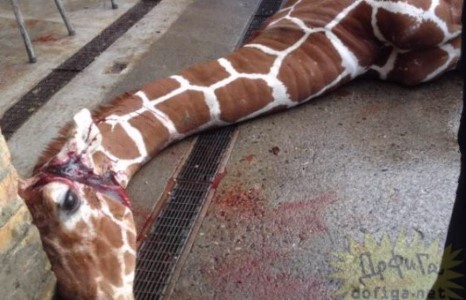 Ген сайтай гэсэн шалтгаанаар анаашийг нядалжээ