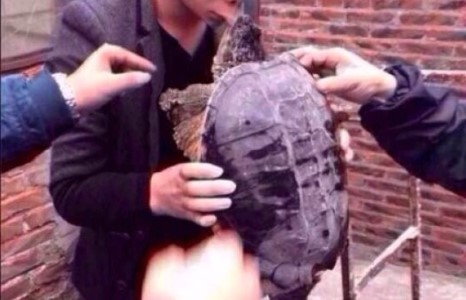 Яст мэлхийтэй үнсэлцэж хэзээ ч болохгүй