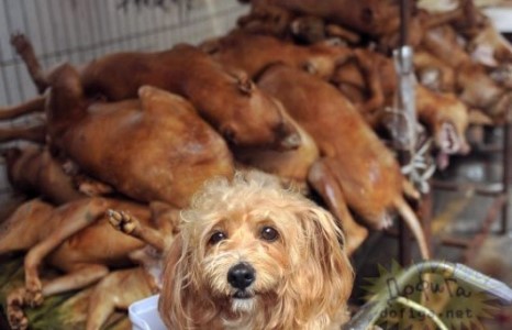 Хятадад нохойг ингэж төхөөрдөг